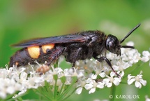Hymenoptera